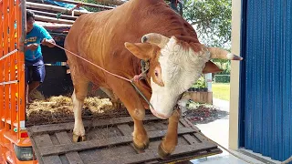 SAPI RAKSASA TURUN DARI TRUK OLENG BOIS ‼️