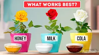 Rose propagation at home: all you need to know about growing roses