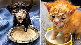 Funniest Kitten Videos on the Internet 2026 😹❤️ | Try Not to Laugh 🤣