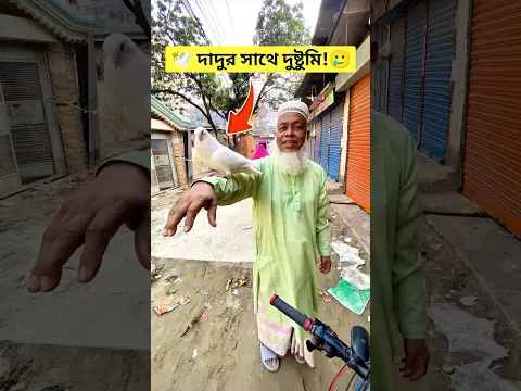 হুয়াইটি কি দাদুর কাছে যাবে? 🕊️🤔 #kabutar #কবুতর #birds #funny #comedy #viralvideo #shorts #trend