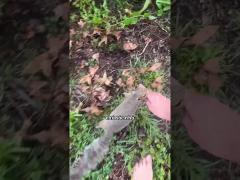 Chú sóc nhỏ đáng yêu ❤️
