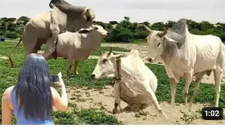 Beautiful cow group jungle ki taraf thar 