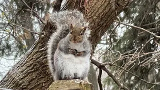 Gray Squirrel is Chirping and Barking to announce Snow Started
