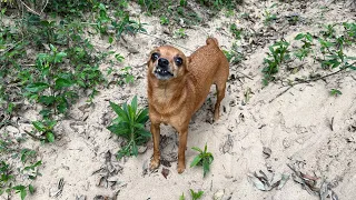 Procurando capivaras.
