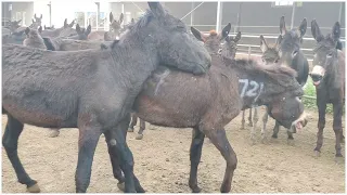 毛驴嘴巴一张一合，这是什么原因呢，一群毛驴也是很壮观的【黑驴王子】