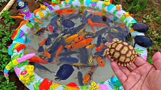 Mancing ikan cupang dikolam, anak bebek berenang, kura kura sulcata, ikan lele, ikan hias.part360