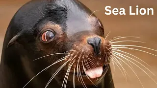 Sea Lion Rap "Yuno Miles (Official Video)