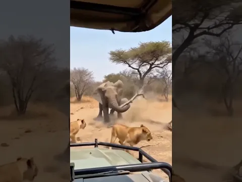 Most Awesome Animal Moments Recorded #hindi #animals #wildliferescue