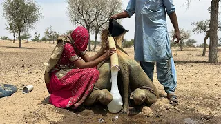 Helping Camel Stay Cool 🐪❄️ Building Shade in Extreme Desert Heat | Real Village Life