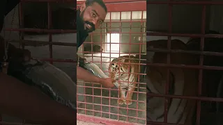 Fish For Bengal Tiger Tony in cold weather diet change for tigers