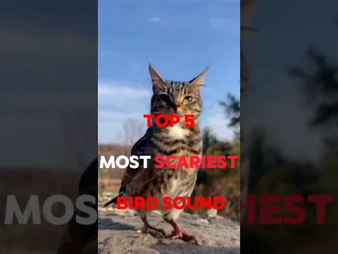 TOP 5 TERRIFYING BIRD SOUND 😵😱