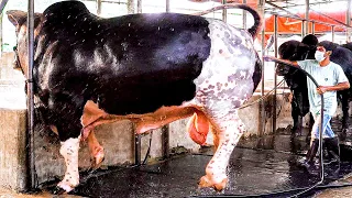 Six huge bulls getting showered | Brownie's Ranch
