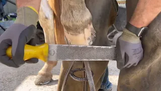 NAILING ON THE HORSESHOE / FARRIER WORK