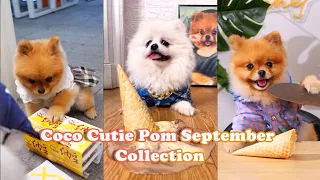 Interesting moments of cute Coco🪄🪄🪄#chefcoco #coco #dog #cute