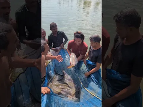 কাতল মাছ দিয়ে সবজি#shorts