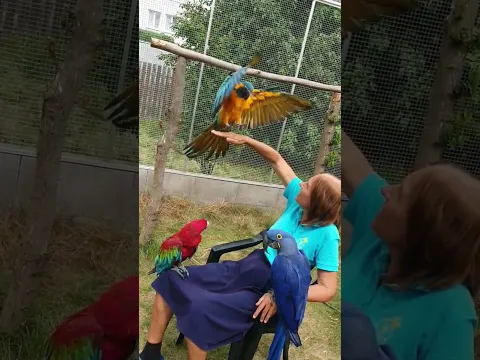 504 - Vlaďka s ary ve voliéře. To je pohodička