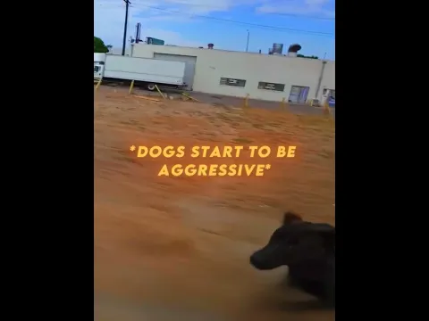 Rider Chased By Dogs😬🥀