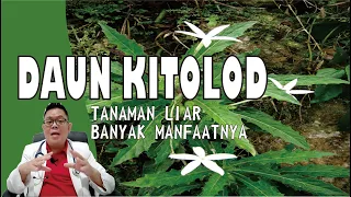 DAUN KITOLOD......... TANAMAN LIAR MEMILIKI BANYAK MANFAAT UNTUK KESEHATAN & CARA PENGOLAHANNYA