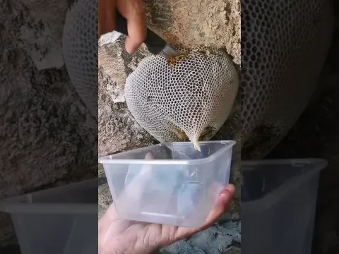 شوف وتلذذ ما شاء الله عسل سمر