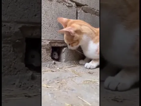Buenas recibo de la luz