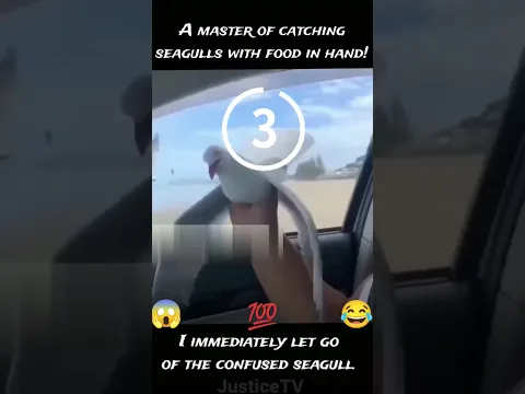 A man is catching seagull🕊️ with food on hand!👍 The confused seagull was released soon!😂 #seagull
