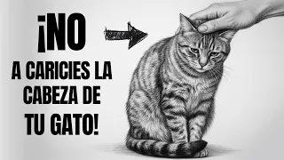 Piénsalo dos veces antes de acariciar la CABEZA de tu GATO