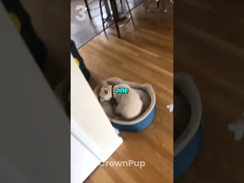 These Dogs Are Hide & Seek Masters! 😂🐶