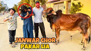 JANWAR CHOR PAKRA GAYA 😳 || ALHAMDULILLAH QURBANI KA JANWAR MIL GAUA 😱 ||
