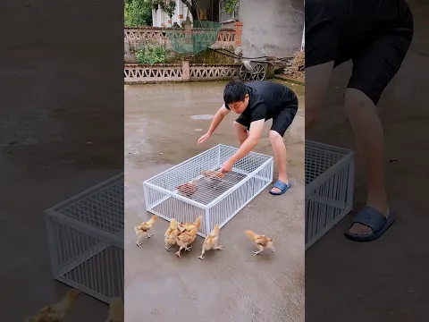 मुर्गियों को पकड़ने का देसी तरीका 🤔 #shortvideo
