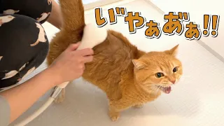 苦手なお風呂で助けを求めて泣き叫ぶ猫が可愛い！