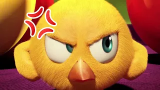 Where's Chicky ? 😡 BAD PLAYER - NEW episodes in HD