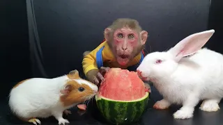 Monkey Rabbit Guinea Eat Watermelon ASMR
