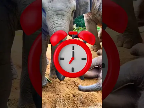 👂HERE'S HOW THE INSIDE OF AN ELEPHANT'S EAR LOOKS LIKE👂