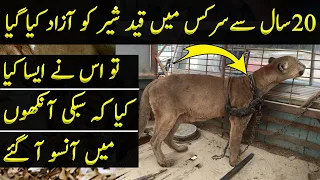 Lion Set Free After 20 Years Shows a Reaction That Will be Remembered