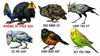 Từ Loài Chim Hiền Nhất Đến Loài Có Thể Giết Chết Một Con Người — Giải Thích Chi Tiết