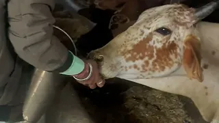 एकादशी पर गौशाला में गऊ माताओं के लिए गुङ का प्रसाद वितरण करते गौभक्त// दिल छूने वाला वीडियों #cow