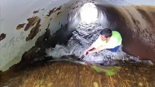 Completely Removing Beaver Dam To Drain Flooded Street