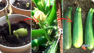 ¿CÓMO plantar CALABACÍN? Guía Completa Del Cultivo desde SEMBRAR hasta COSECHAR La Huertina De Toni