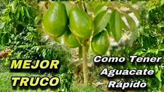 🥑NO ESPERE AÑOS PARA COSECHAR AGUACATE 🥑 O PALTA /MEJOR MÉTODO CON ESQUEJES 🎋🎋🎋