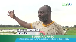 Burkina Faso : Immersion au cœur d’une rizière dans la périphérie de Ouagadougou