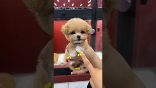 Three furry kids are out for business. Heal your day and it starts again. Champagne Teddy Cute Pet