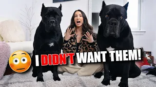 What It's Like as a WOMAN Owning a Cane Corso