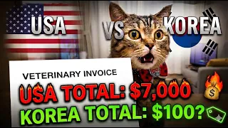Why raising a cat in the US is completely different (Shocking!🤯) #vetbills #catowners