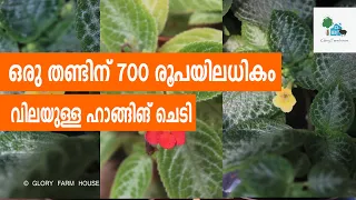 ഒരു തണ്ടിന് 700 രൂപയിലധികം വിലയുള്ള ഹാങ്ങിങ് ചെടിയിതാണ്