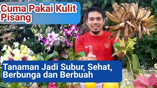 Cara Membuat Pupuk Kulit Pisang, Agar Tanaman sehat, Subur, Cepat Besar dan Berbuah lebat..!!
