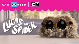 Lucas the Spider - Series First Look!