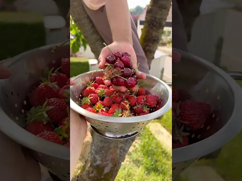 PETIK STRAWBERRY MAGNUM DAN CHERRY BURLAT DI KEBUN