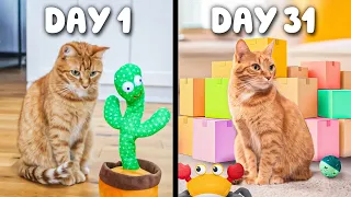 I Bought My Cat a Toy Everyday for 31 Days