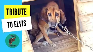A tribute to Elvis: A dog locked for 19 years on a chain - Takis Shelter