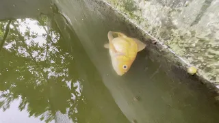 Resucitando un pez de la muerte